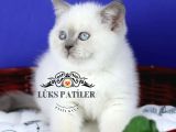 Asil Bluepoint British Shorthair