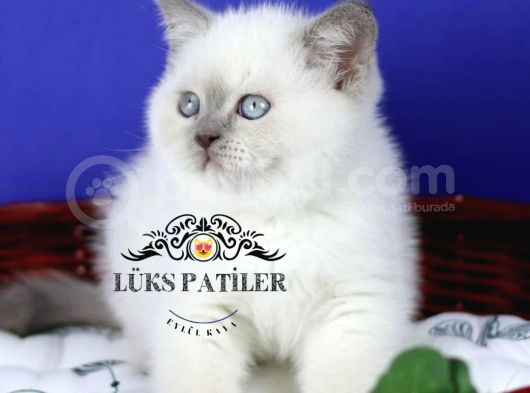 Asil Bluepoint British Shorthair görsel