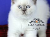 Asil Bluepoint British Shorthair