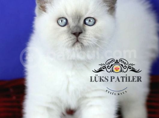 Asil Bluepoint British Shorthair görsel
