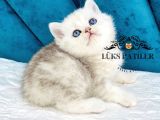 Fullfull Scrli Silver British Shorthair