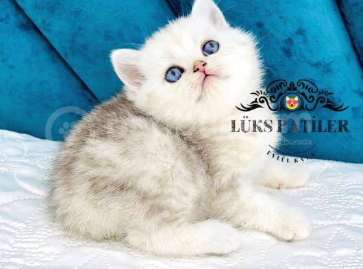 Fullfull Scrli Silver British Shorthair görsel
