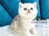 FullFull Scrli Silver British Shorthair