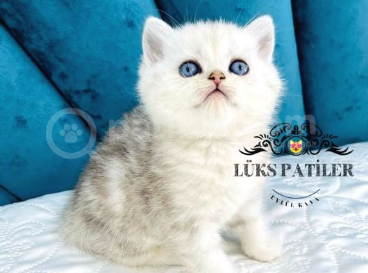 Fullfull Scrli Silver British Shorthair