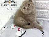 Bebek Surat Lilac Scottish Fold
