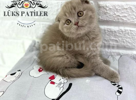 Bebek Surat Lilac Scottish Fold görsel