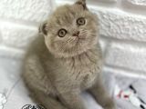 Bebek Surat Lilac Scottish Fold