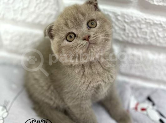 Bebek Surat Lilac Scottish Fold
