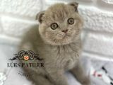Bebek Surat Lilac Scottish Fold