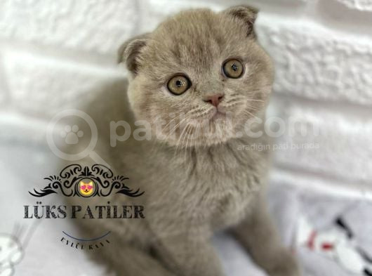 Bebek Surat Lilac Scottish Fold görsel