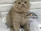 Bebek Surat Lilac Scottish Fold