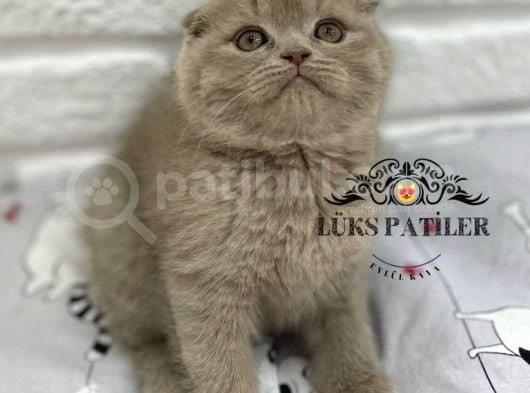 Bebek Surat Lilac Scottish Fold görsel