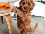 Efsane Minik Toy Poodle Neşeli Toy Poodle Yavrular