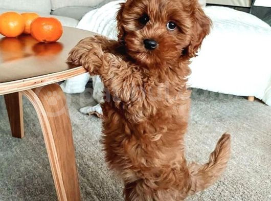 Efsane Minik Toy Poodle Neşeli Toy Poodle Yavrular görsel