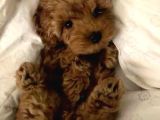 Efsane Minik Toy Poodle Neşeli Toy Poodle Yavrular