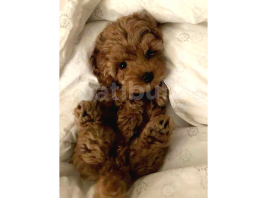 Efsane Minik Toy Poodle Neşeli Toy Poodle Yavrular görsel