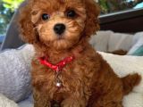Efsane minik toy poodle neşeli toy poodle yavrular