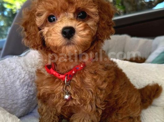 Efsane Minik Toy Poodle Neşeli Toy Poodle Yavrular