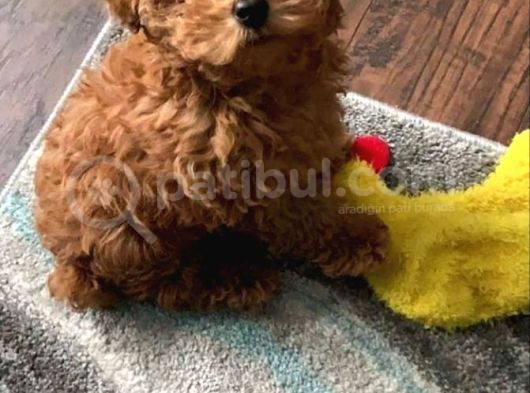 Efsane Minik Toy Poodle Neşeli Toy Poodle Yavrular görsel