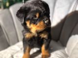 Koca Kafa Erkek Rottweiler Yavrular