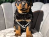 Koca Kafa Erkek Rottweiler Yavrular