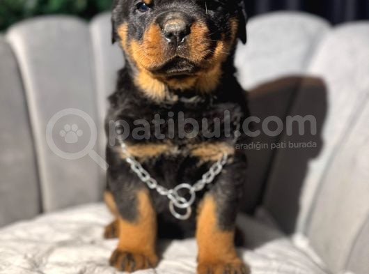 Koca Kafa Erkek Rottweiler Yavrular görsel