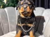 Koca Kafa Erkek Rottweiler Yavrular