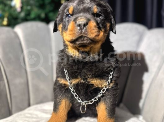 Koca Kafa Erkek Rottweiler Yavrular görsel