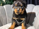 Koca Kafa Erkek Rottweiler Yavrular