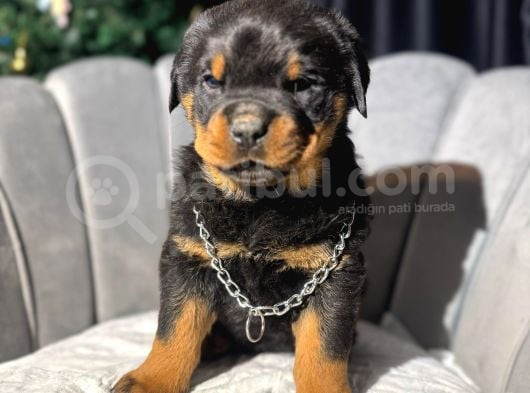 Koca Kafa Erkek Rottweiler Yavrular görsel