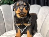 Koca Kafa erkek rottweiler yavrular