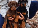 Kızıl ve Klasik King Doberman Yavrular