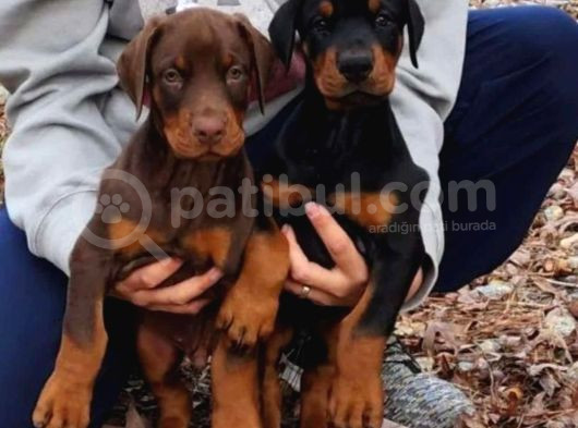 Kızıl Ve Klasik King Doberman Yavrular