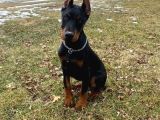 Heybetli̇ Esteti̇kli̇ Doberman Sağlik Ve Irk Garanti̇li̇