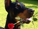 HEYBETLİ ESTETİKLİ DOBERMAN SAĞLIK ve ırk GARANTİLİ