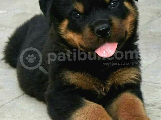Rotweiler Orjinal Mermi Gibi Yavrular