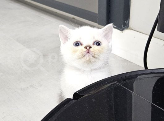 Aile Sıcaklığnda Büyüyen  Scottish Fold British Yvrlr görsel
