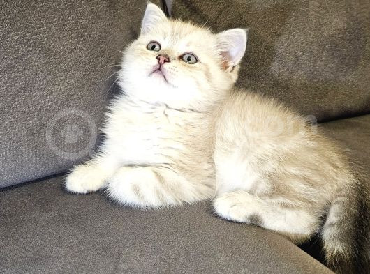 Aile Sıcaklığnda Büyüyen  Scottish Fold British Yvrlr