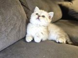 Aile Sıcaklığnda Büyüyen  Scottish Fold British Yvrlr