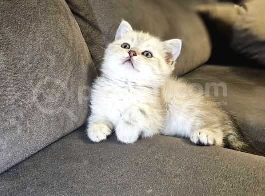Aile Sıcaklığnda Büyüyen  Scottish Fold British Yvrlr görsel