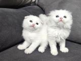 Aile Sıcaklığnda Büyüyen  Scottish Fold British Yvrlr