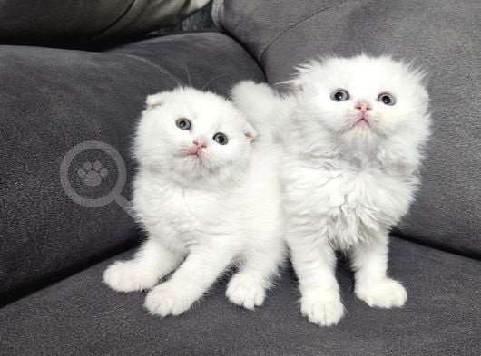 Aile Sıcaklığnda Büyüyen  Scottish Fold British Yvrlr görsel