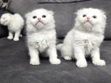 Aile Sıcaklığnda Büyüyen  Scottish Fold British Yvrlr