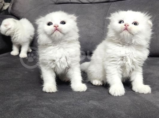 Aile Sıcaklığnda Büyüyen  Scottish Fold British Yvrlr görsel