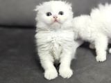Aile Sıcaklığnda Büyüyen  Scottish Fold British Yvrlr