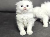 Aile Sıcaklığnda Büyüyen  Scottish Fold British Yvrlr