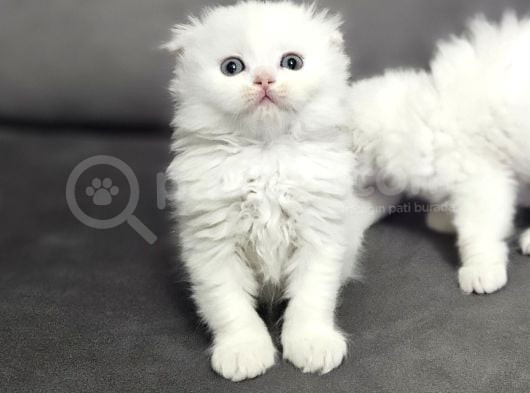 Aile Sıcaklığnda Büyüyen  Scottish Fold British Yvrlr görsel