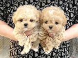 Kahve Tonlu Mini Boy Puppy Sevimli Yavrular Malti̇po Ci̇nsi̇