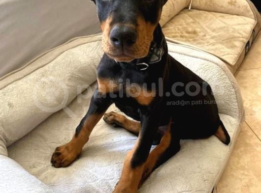 Esteti̇kli̇ Ölümün Haberci̇si̇ Doberman Yavrularim görsel