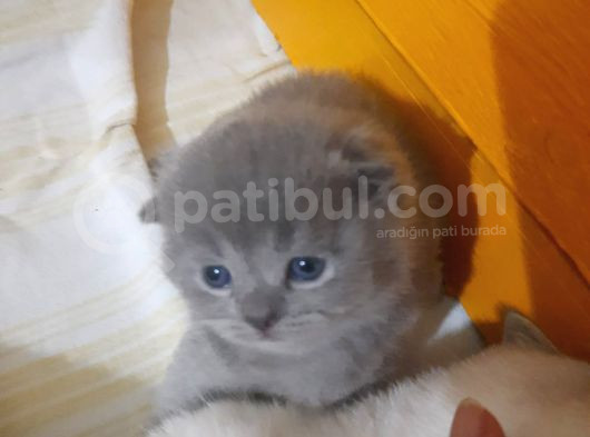 Ni̇rvana Scoti̇sh Fold Bebekler 